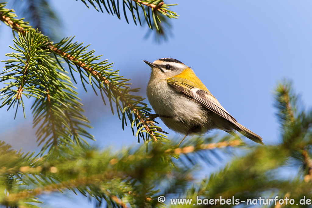 Sommergoldhähnchen