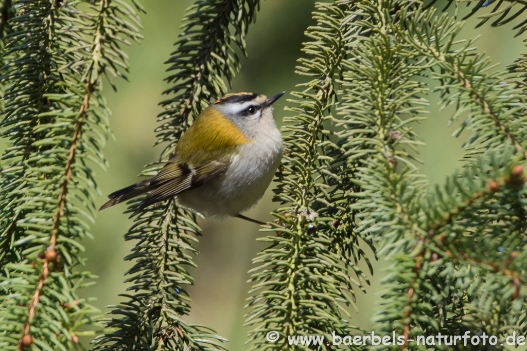 Sommergoldhähnchen