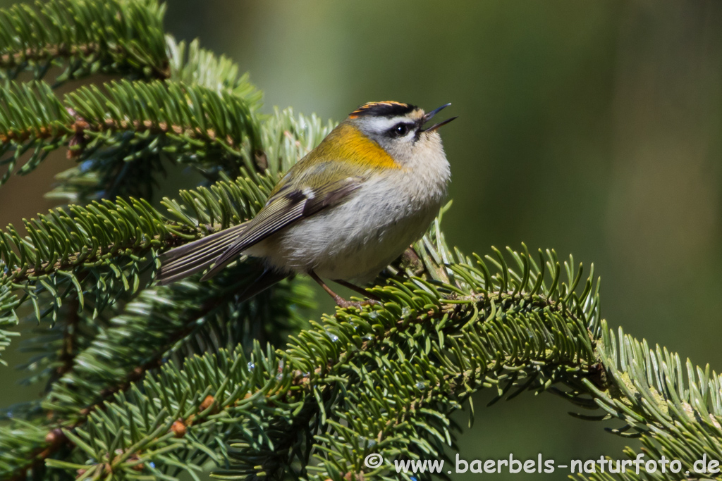 Sommergoldhähnchen