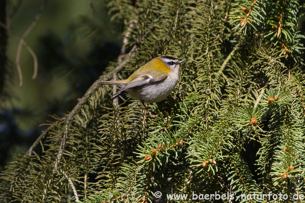 Sommergoldhähnchen