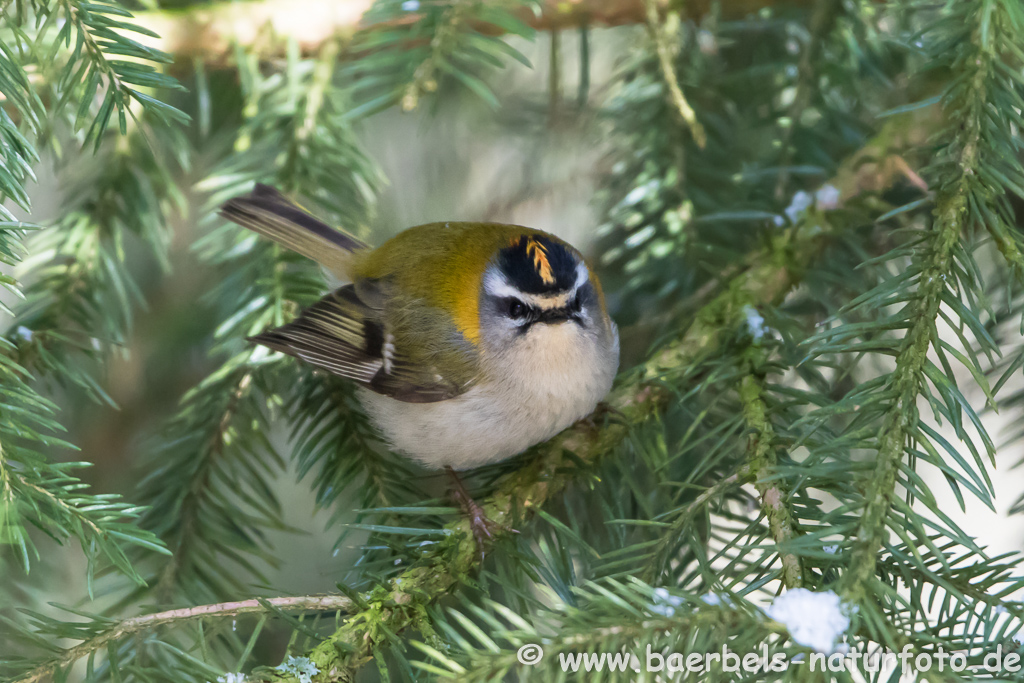 Sommergoldhähnchen