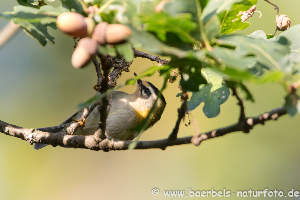 Sommergoldhähnchen