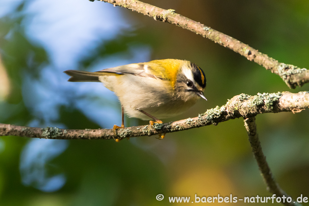 Sommergoldhähnchen