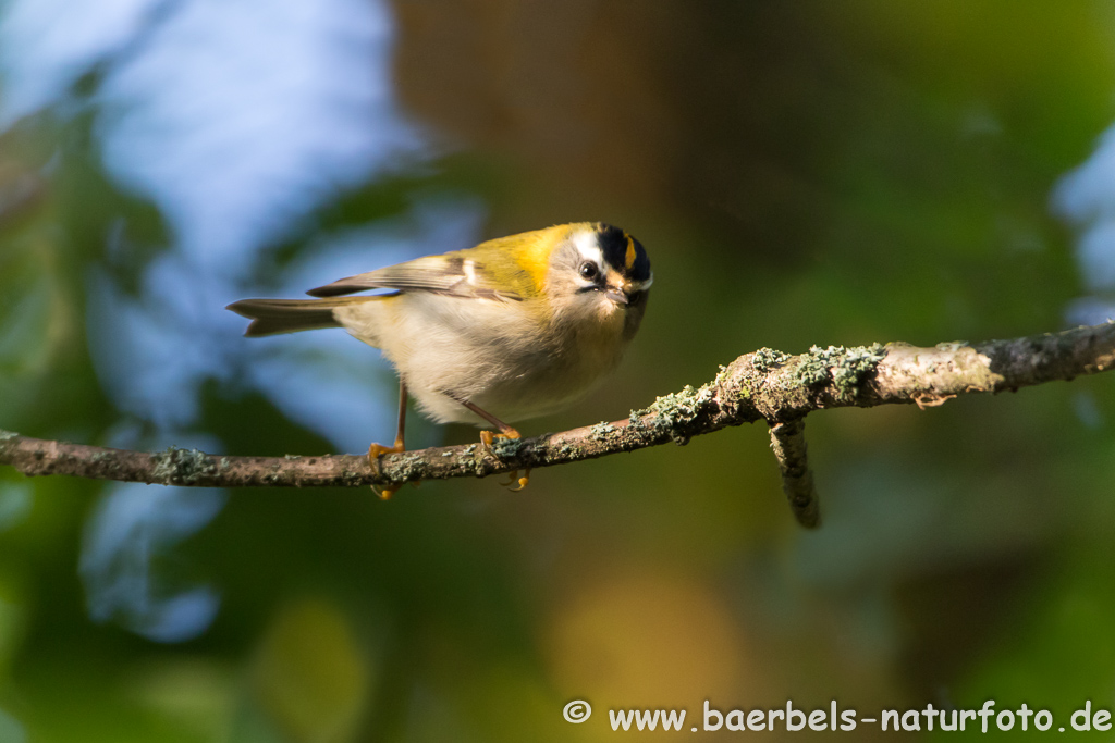 Sommergoldhähnchen