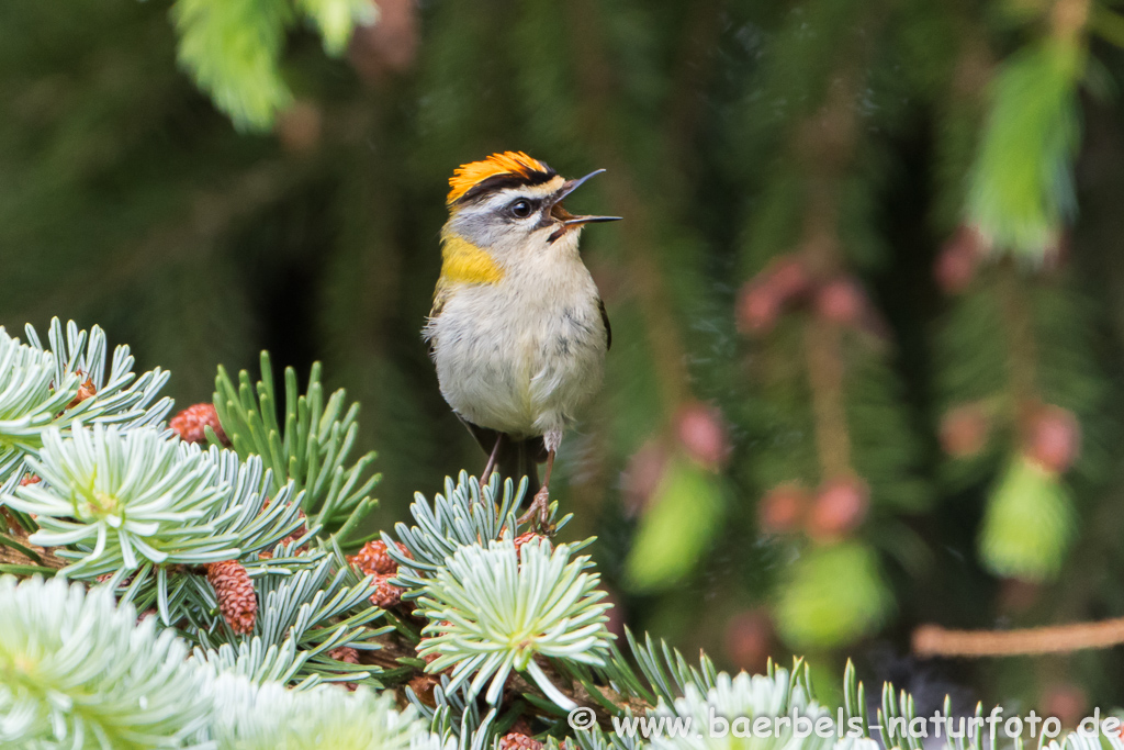 Sommergoldhähnchen