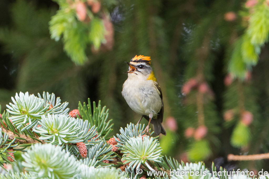 Sommergoldhähnchen