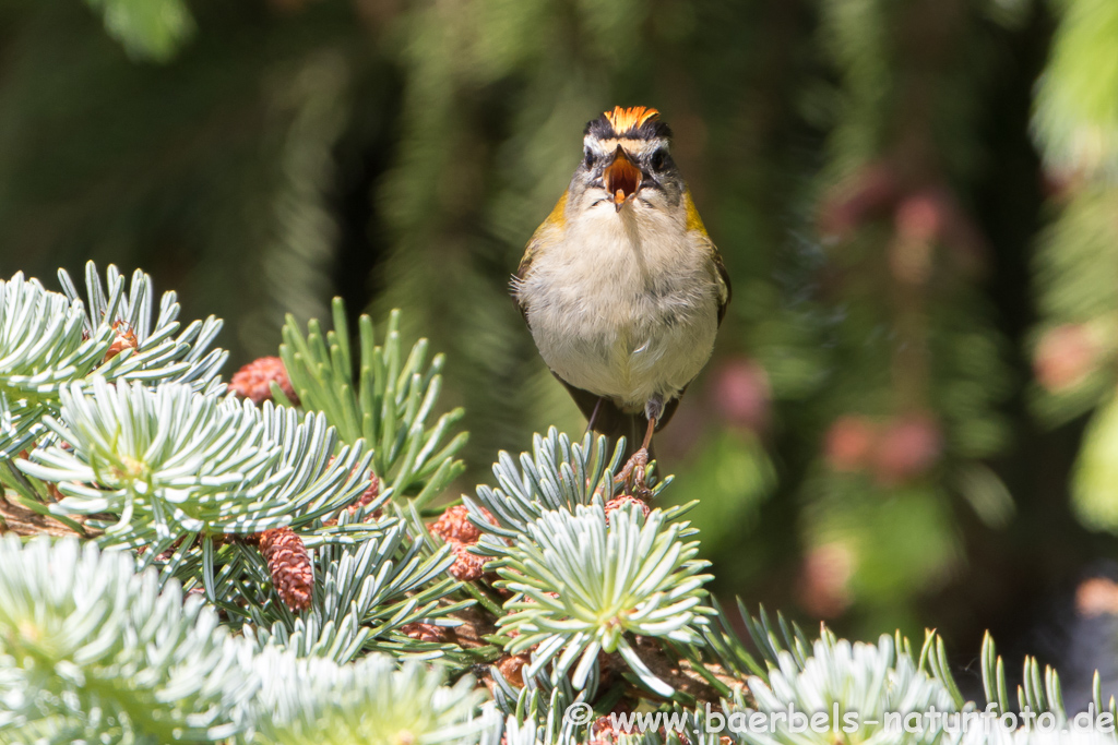 Sommergoldhähnchen