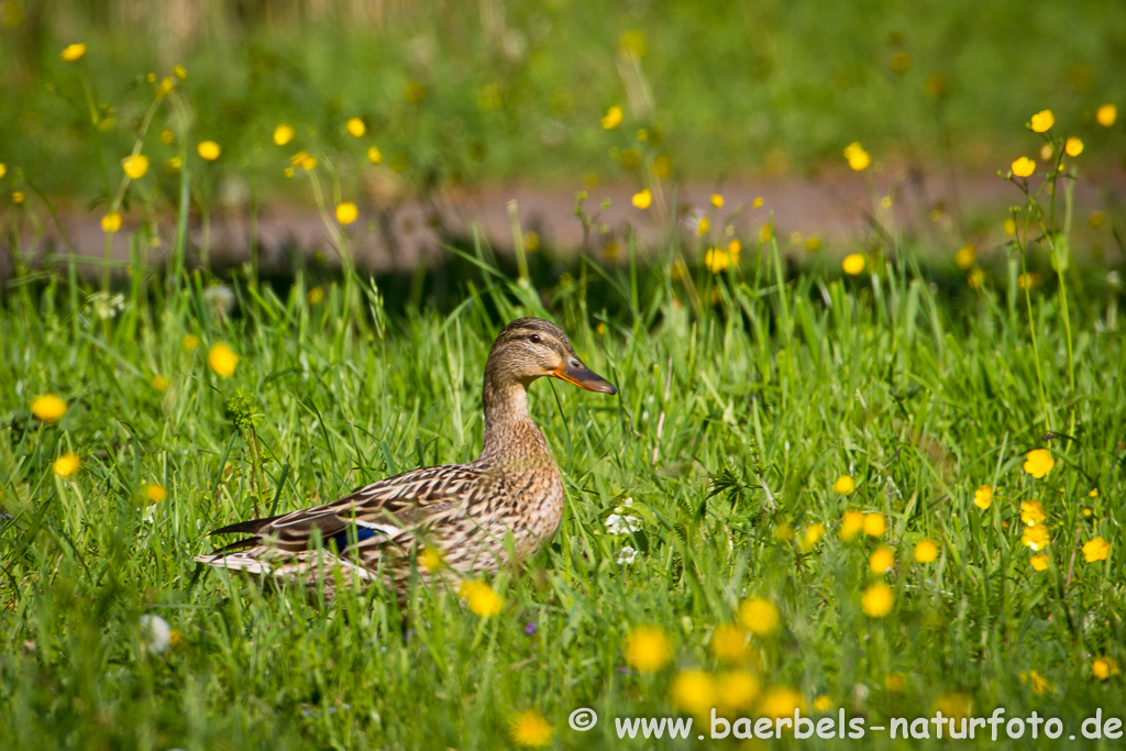 Stockente