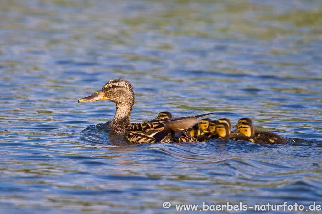 Stockente