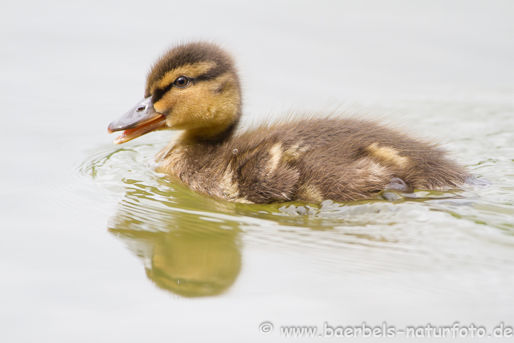 Stockente