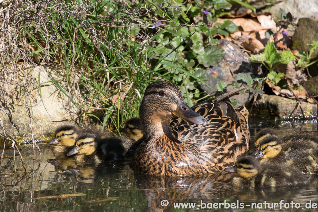 Stockente