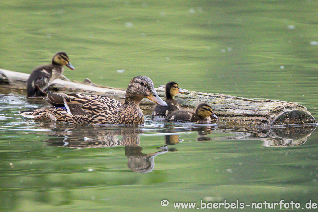 Stockente