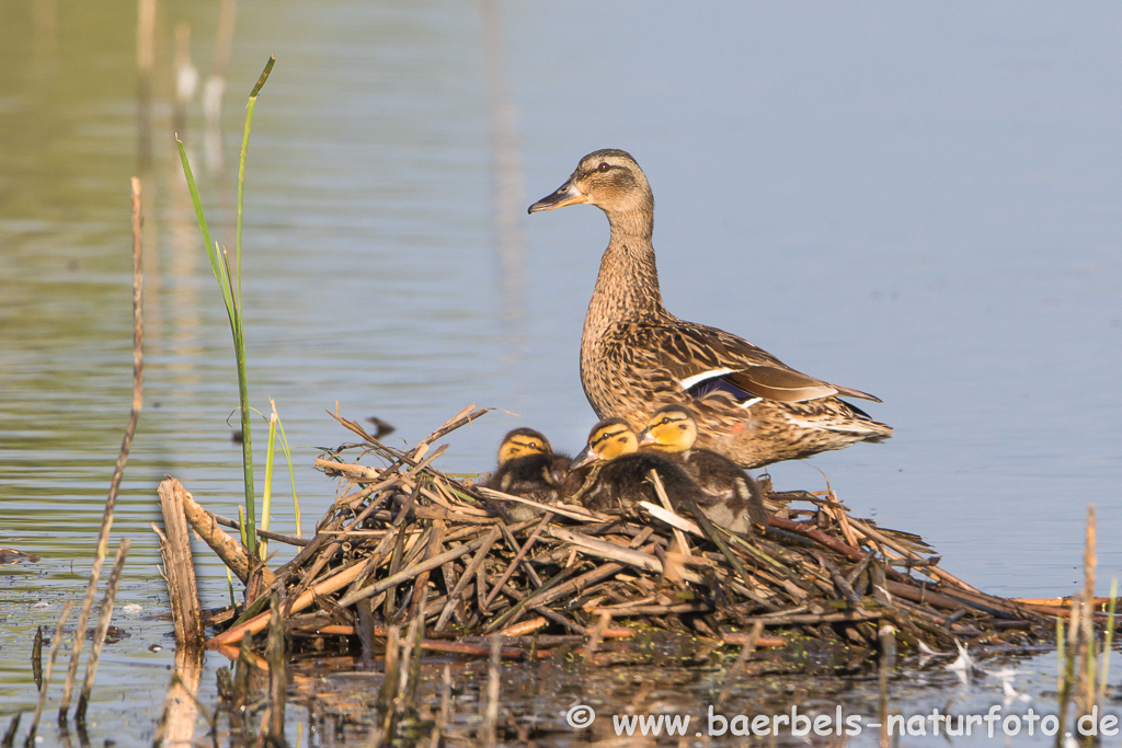 Stockente