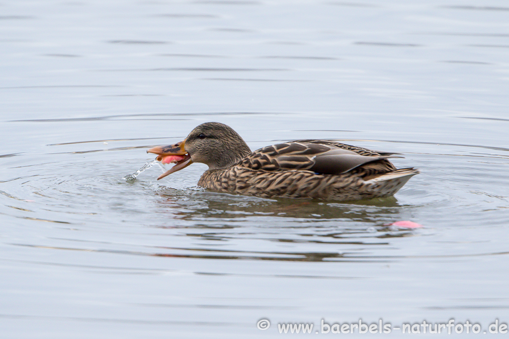 Stockente