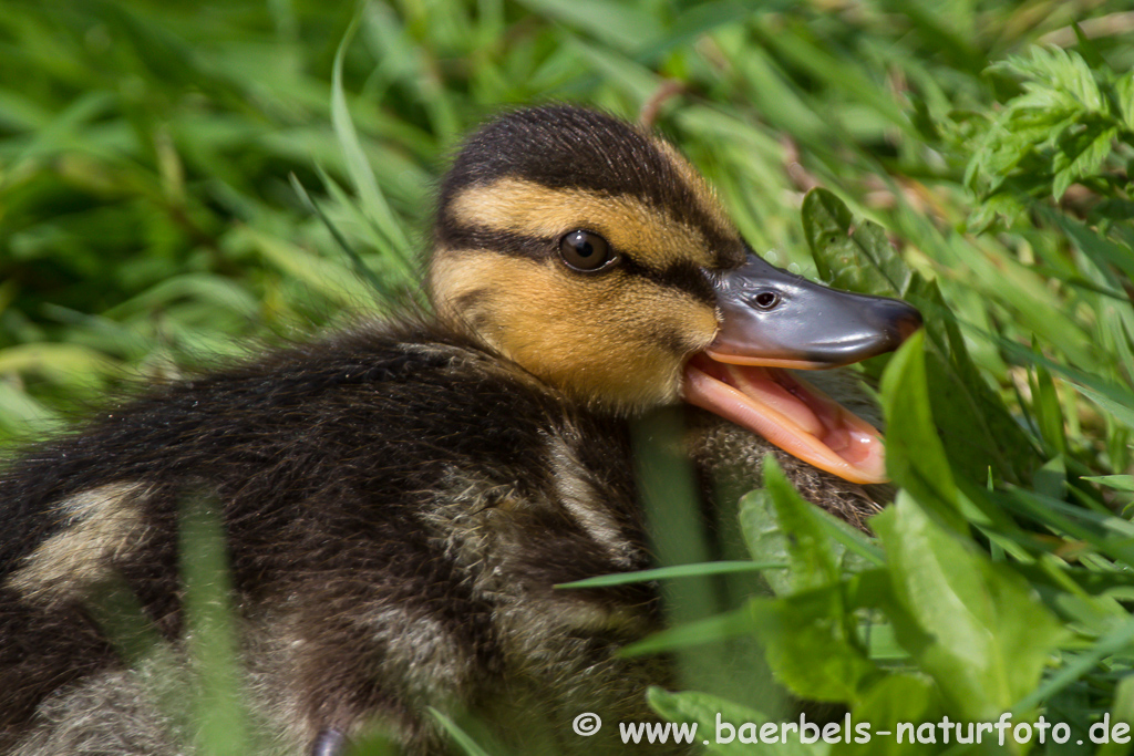 Stockente