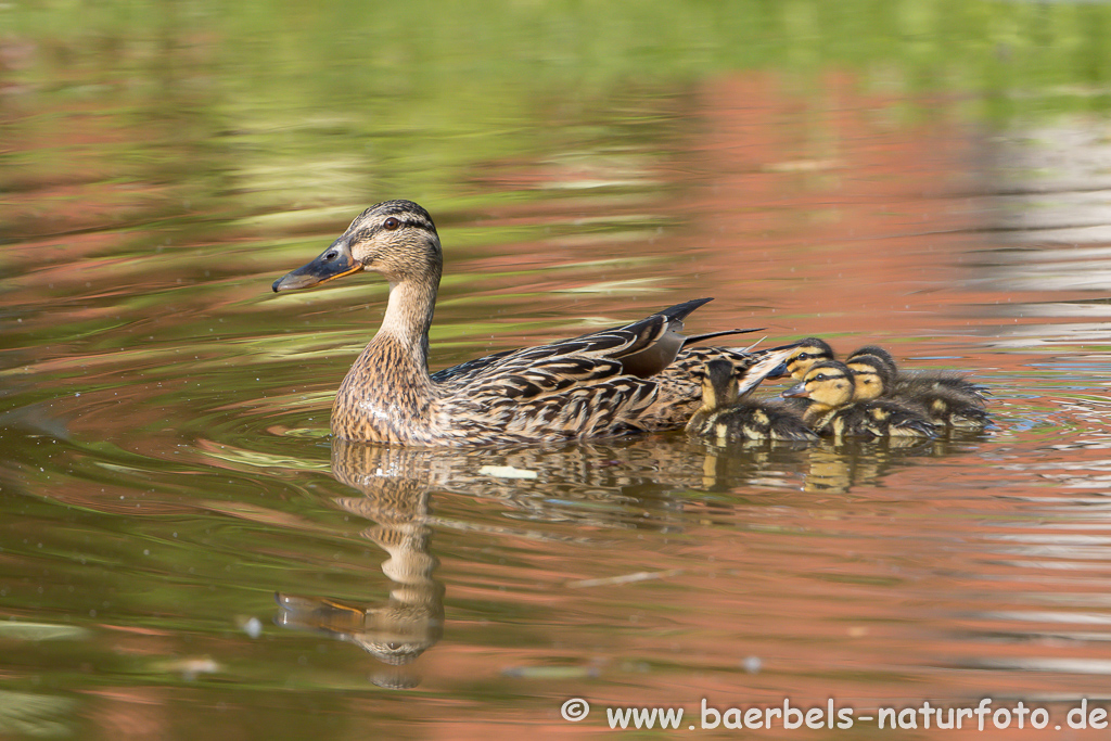 Stockente