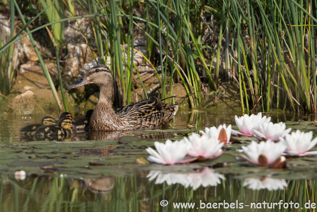 Stockente