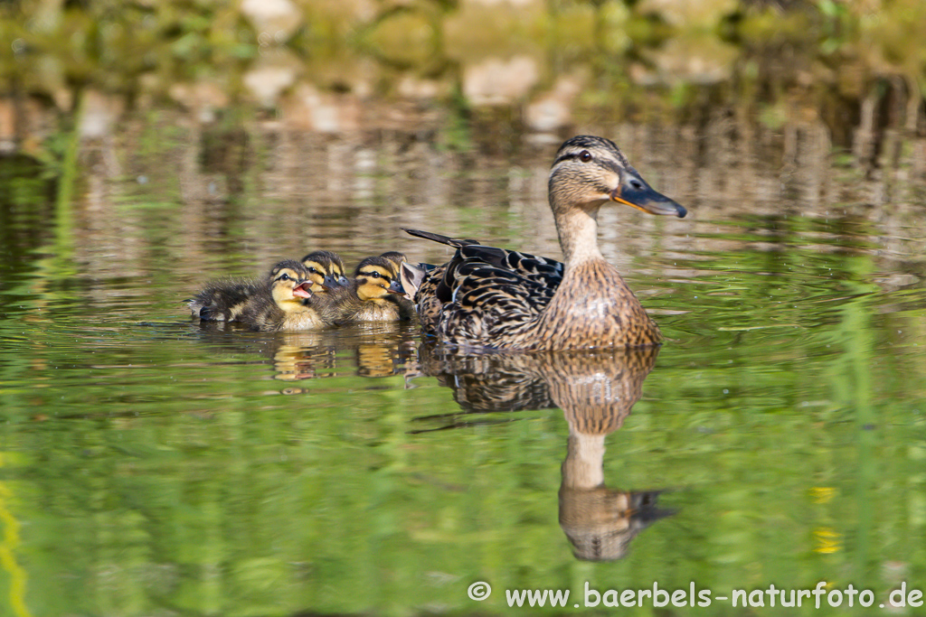 Stockente