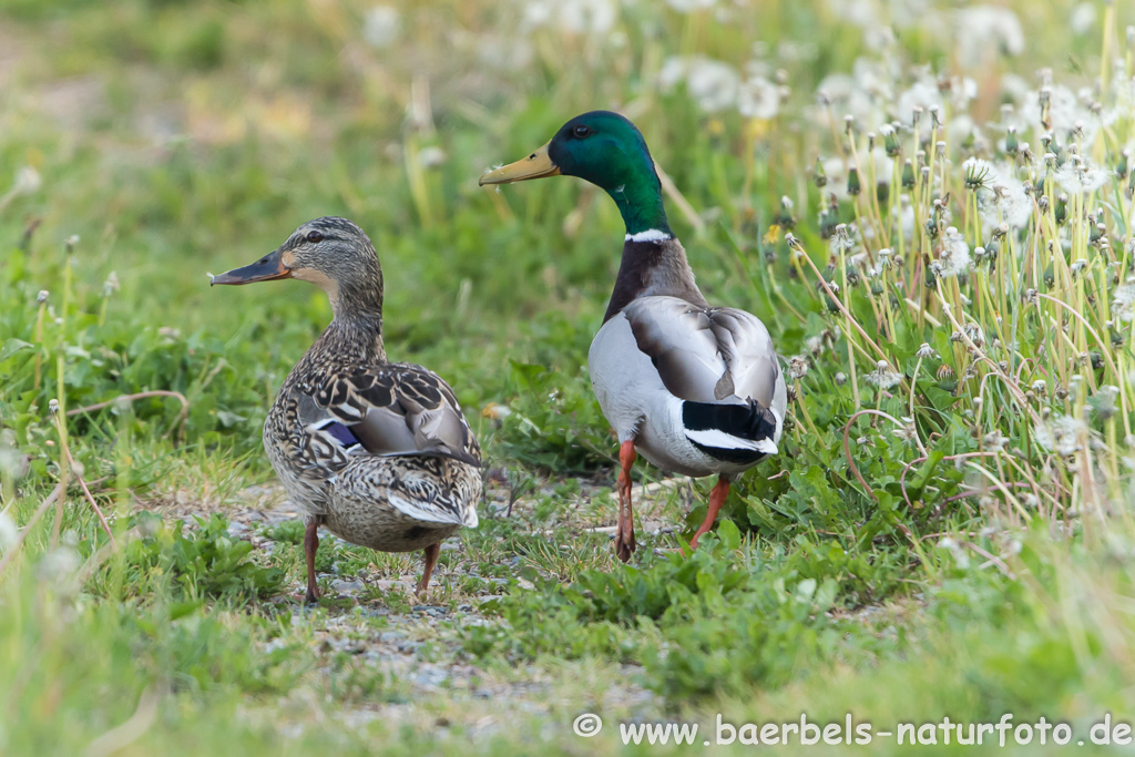 Stockente