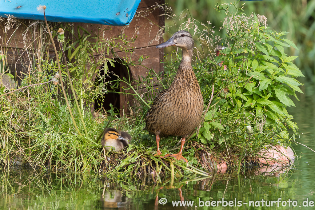 Stockente