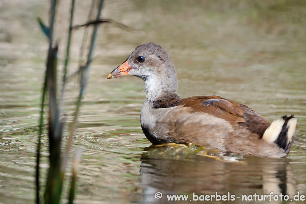 Teichhuhn, Teichralle