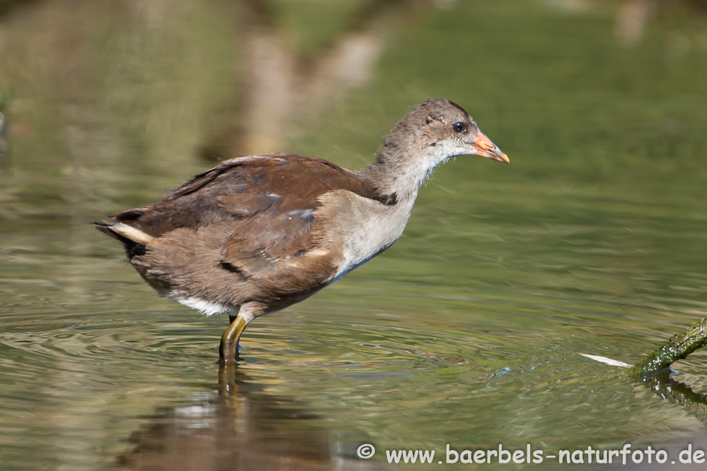 Teichhuhn, Teichralle