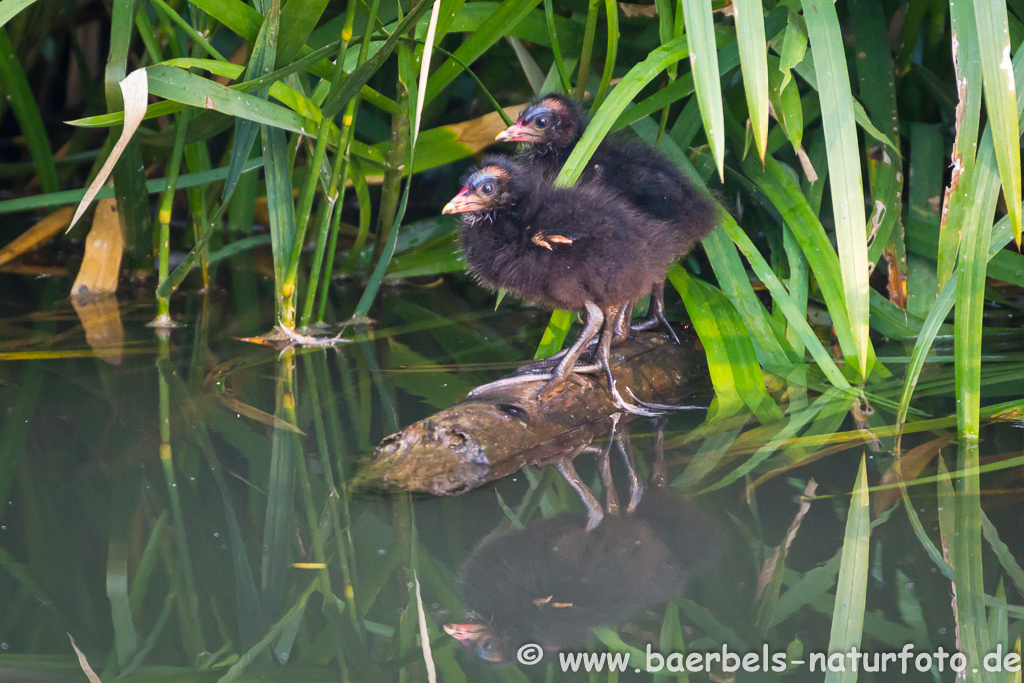 Teichhuhn, Teichralle