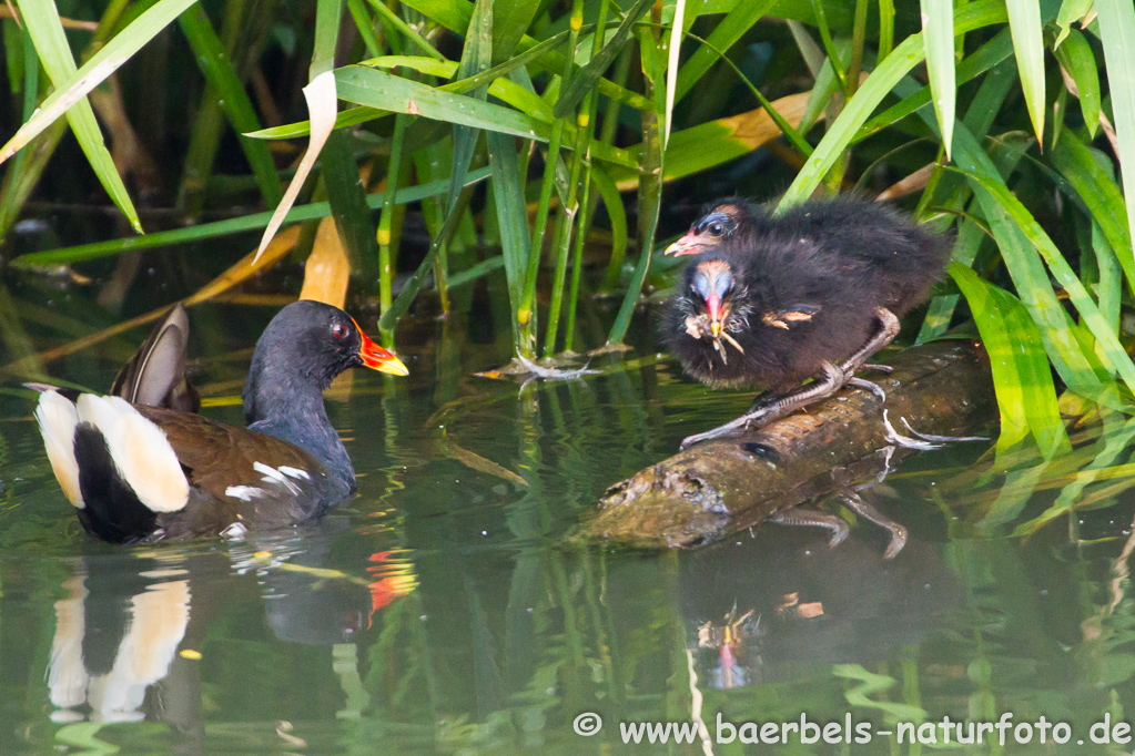 Teichhuhn, Teichralle