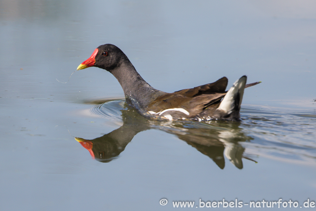 Teichhuhn, Teichralle