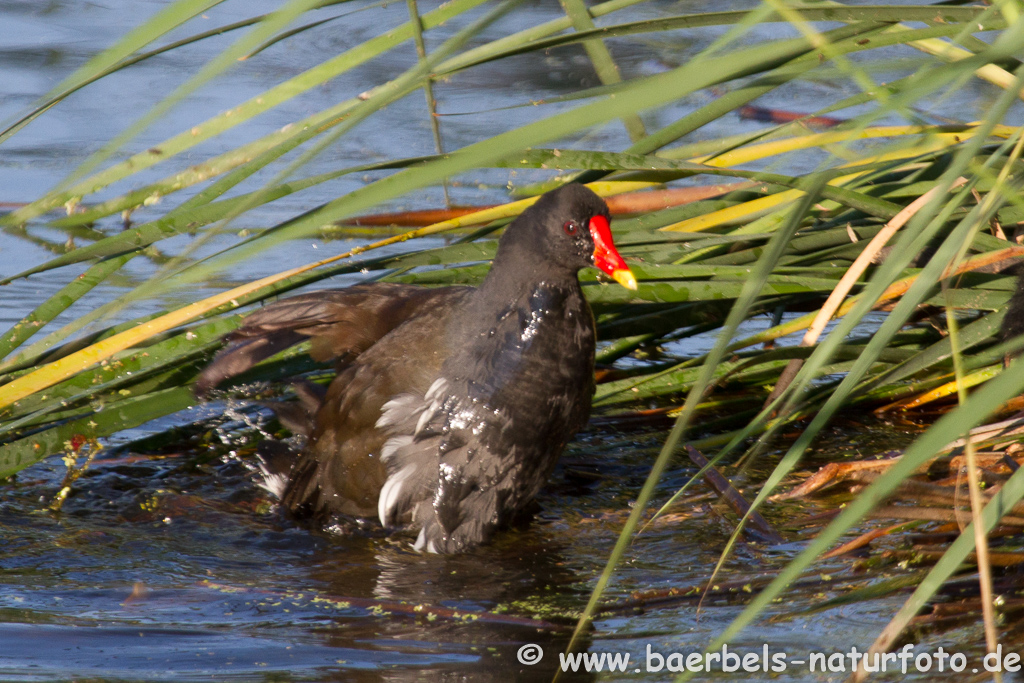 Teichhuhn, Teichralle