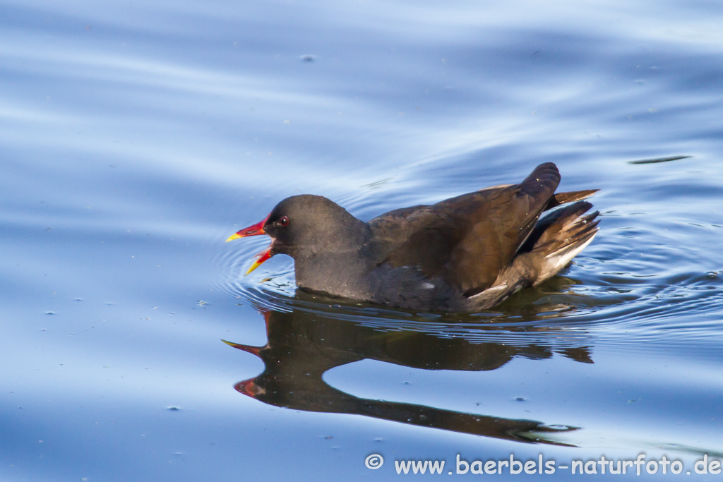 Teichhuhn, Teichralle