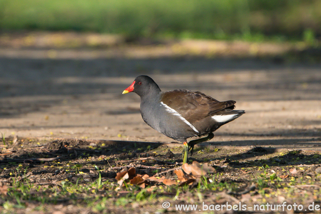 Teichhuhn, Teichralle