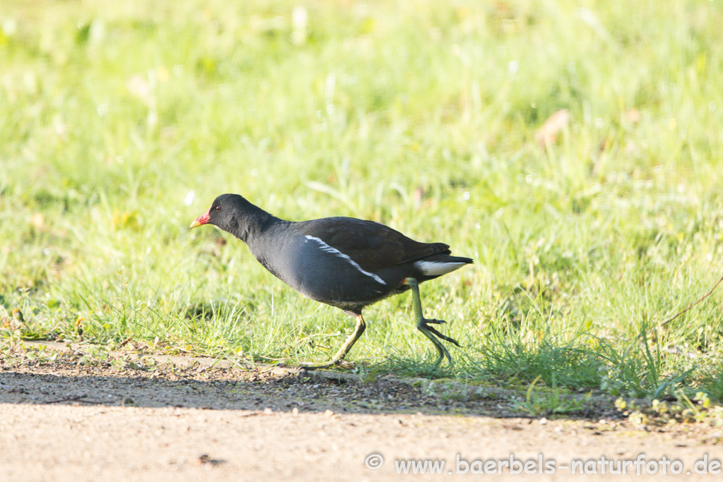 Teichhuhn, Teichralle