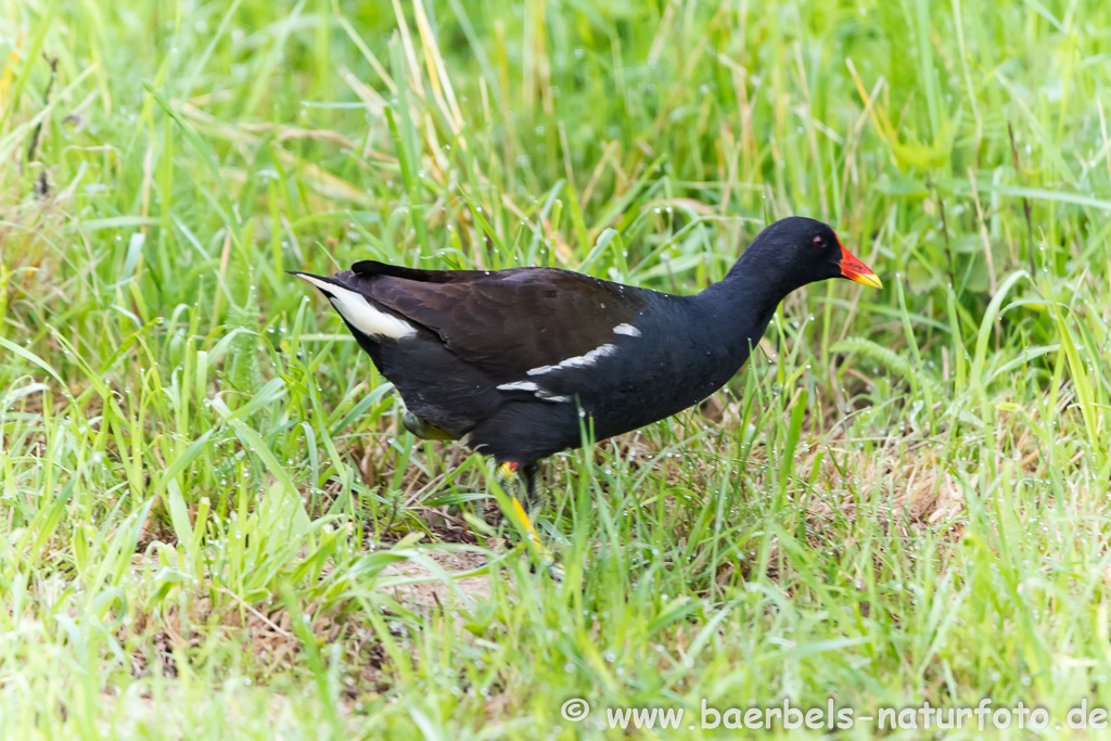 Teichhuhn, Teichralle