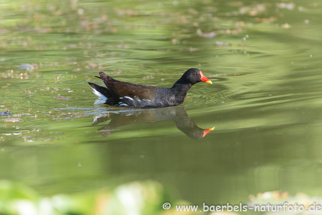 Teichhuhn, Teichralle