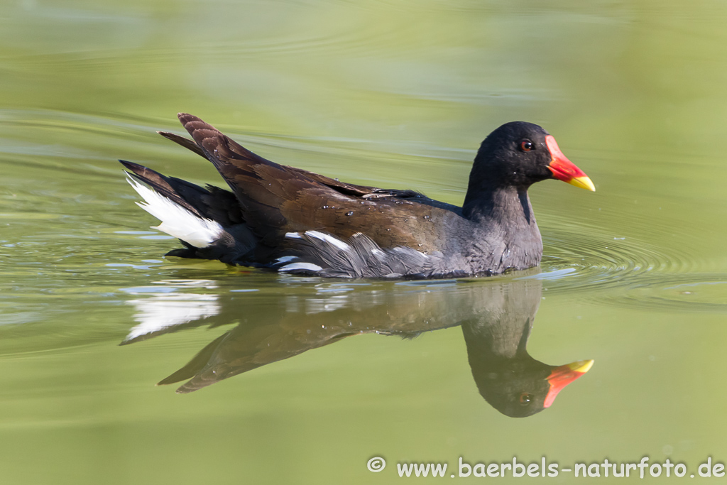 Teichhuhn, Teichralle