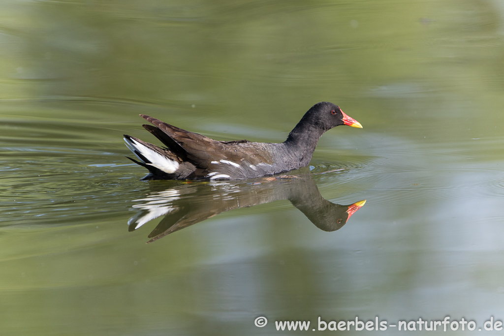 Teichhuhn, Teichralle