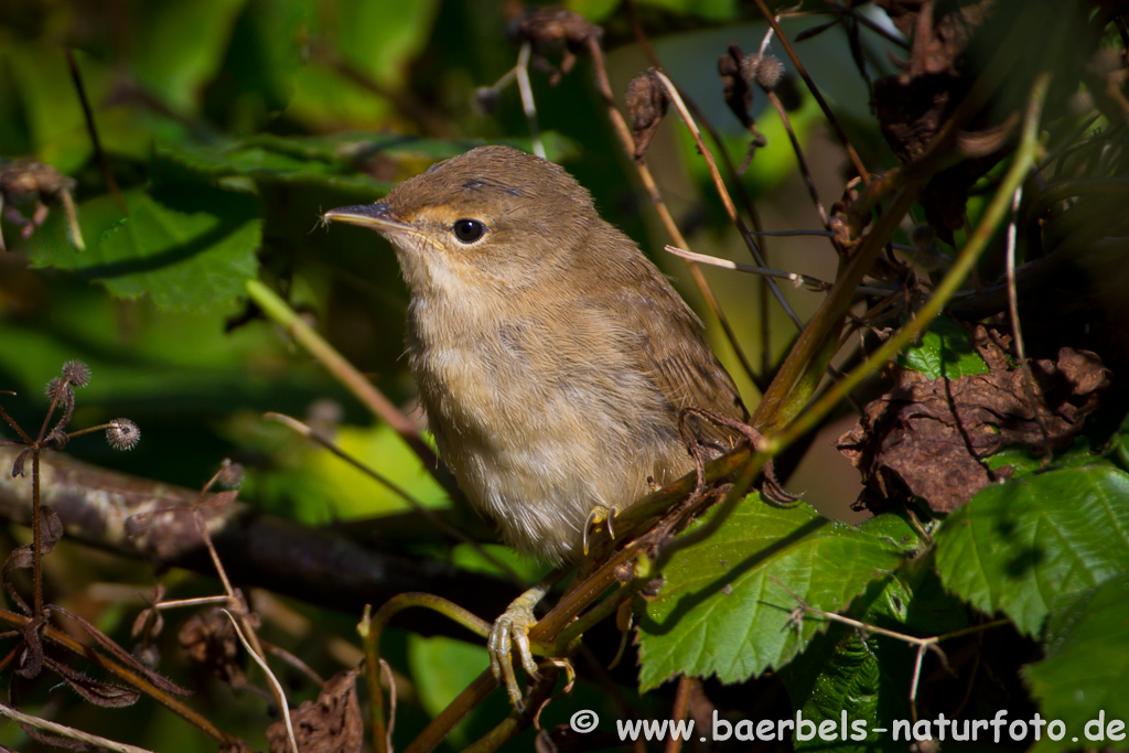 Teichrohrsänger, Rohrspatz