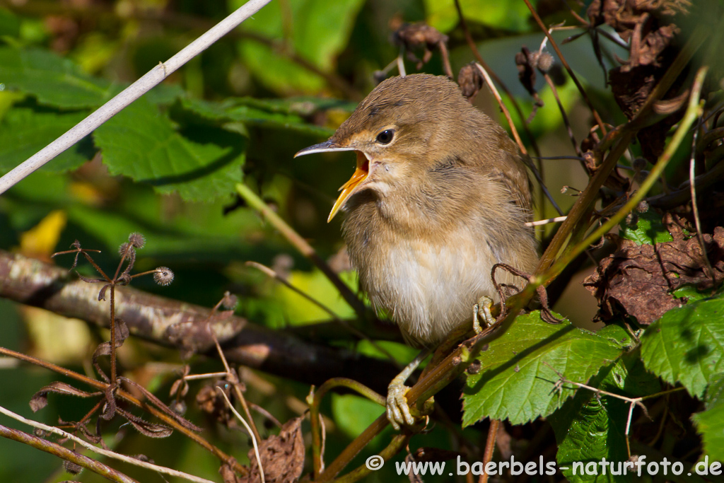 Teichrohrsänger, Rohrspatz