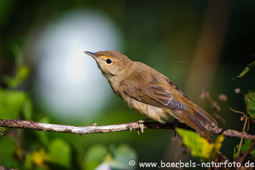 Teichrohrsänger, Rohrspatz