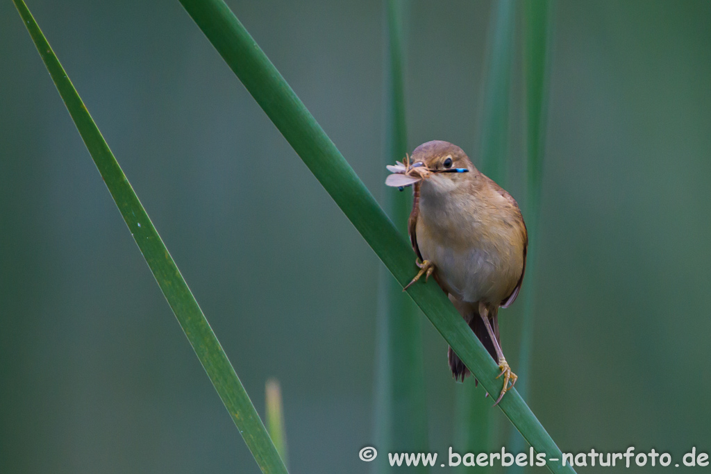 Teichrohrsänger, Rohrspatz