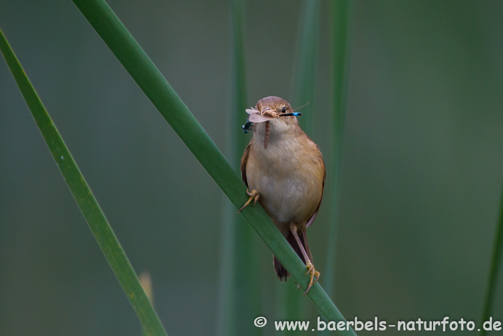 Teichrohrsänger, Rohrspatz