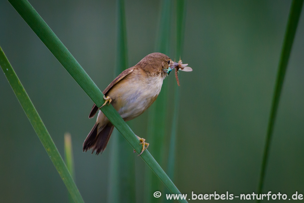 Teichrohrsänger, Rohrspatz