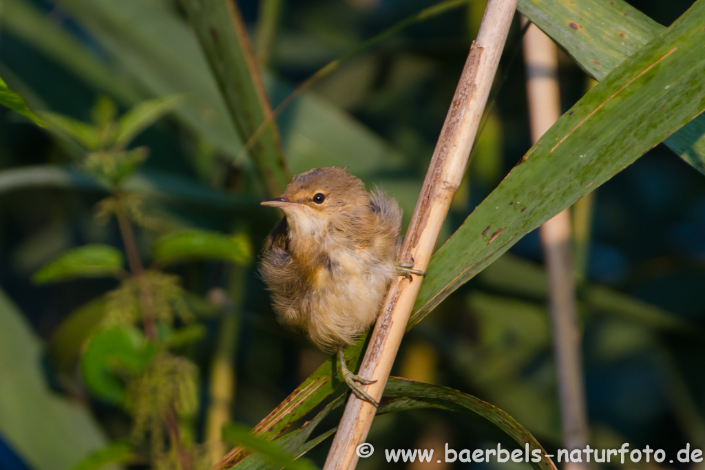 Teichrohrsänger, Rohrspatz