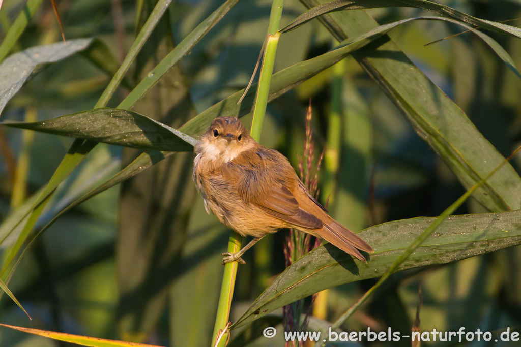 Teichrohrsänger, Rohrspatz