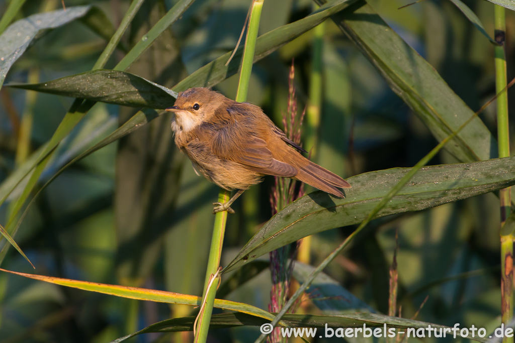 Teichrohrsänger, Rohrspatz