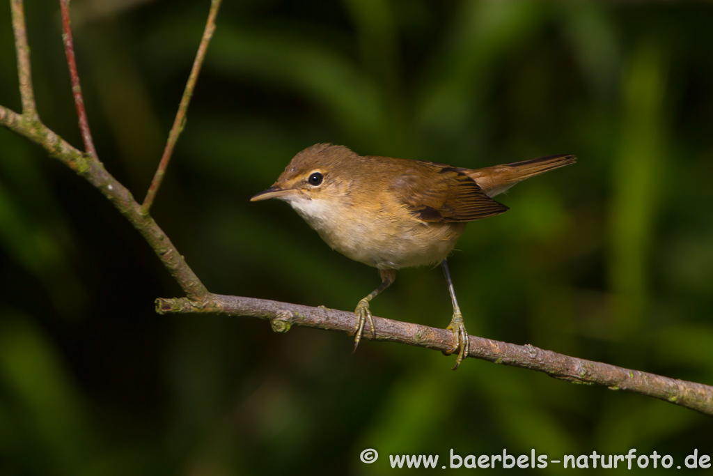 Teichrohrsänger, Rohrspatz