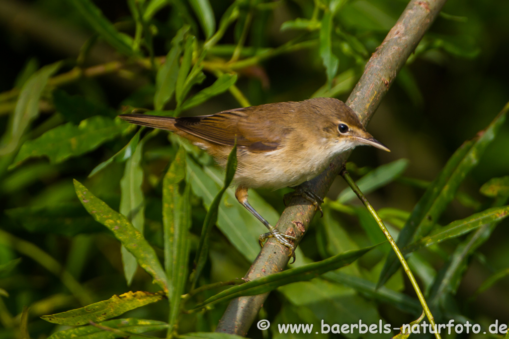 Teichrohrsänger, Rohrspatz