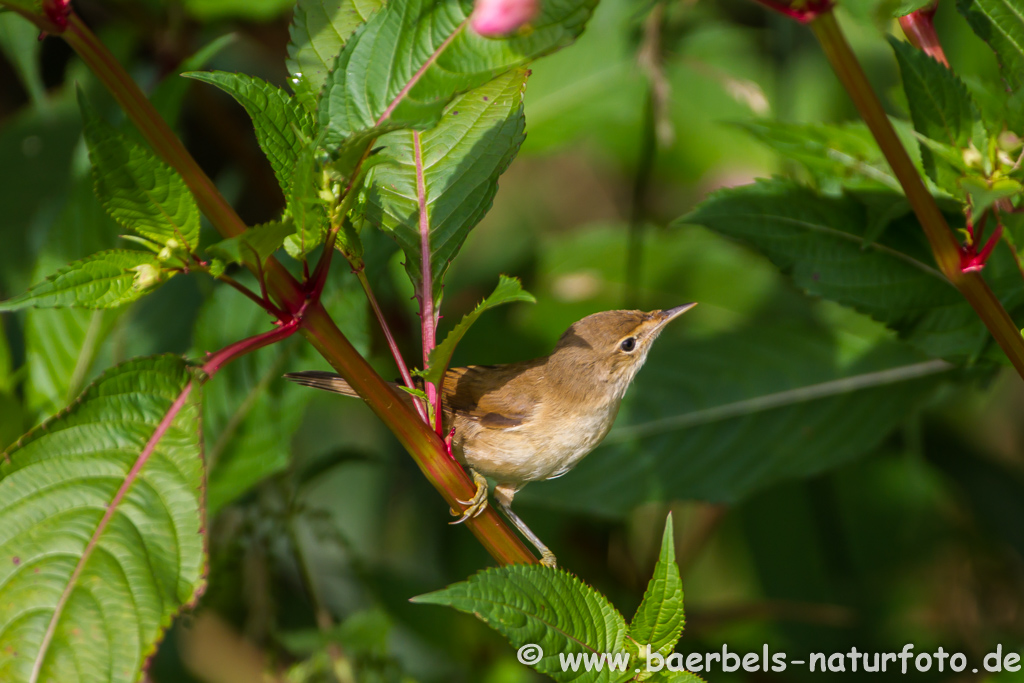 Teichrohrsänger, Rohrspatz