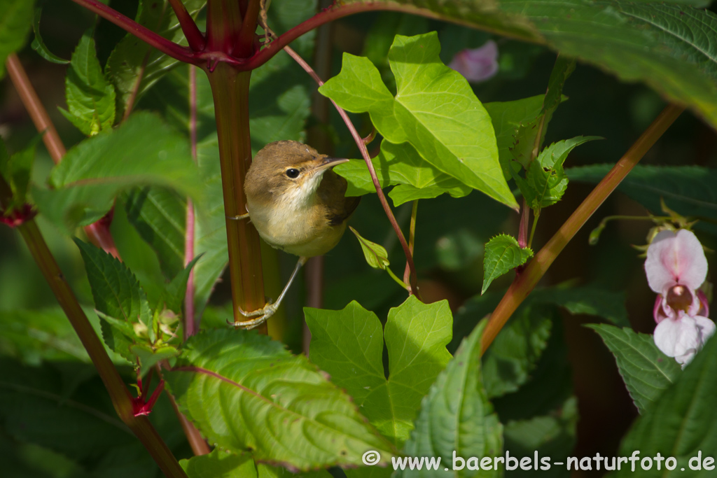 Teichrohrsänger, Rohrspatz